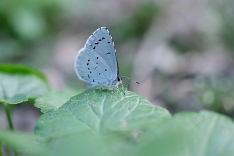 Common Blue (Celastrina argiolus), macro, wings, the little butterfly is perched on a leaf