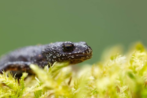 Smooth or Common newt (Lissotriton vulgaris) adult amphibian on moss, England, United Kingdom