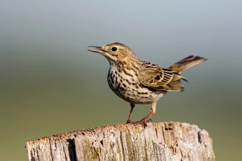 Meadow Pipit (Anthus pratensis) perched on pale, North Rhine-Westphalia, Germany