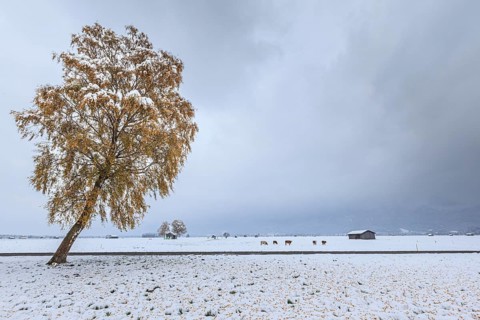 Autumnal discoloured tree, birch, snowfall, snow, autumn, Loisach-Lake Kochel-Moor, Alpine