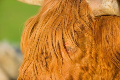 Portrait of a Highland cow (Bos primigenius taurus) in the first light of the day