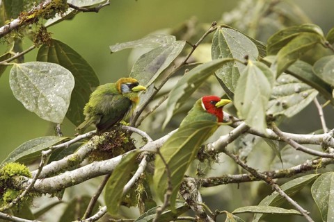 Red-headed Barbet (Eubucco bourcierii), Ecuador
