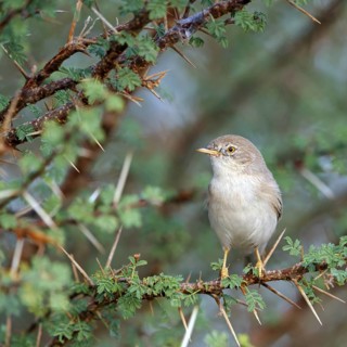 Desert warbler, (Sylvia nana deserti), animals, birds, biotope, habitat, perch, songbird, warbler