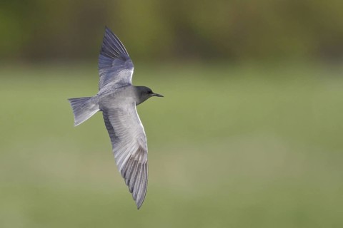 Black Tern (Chlidonias niger), Manitoba, Canada