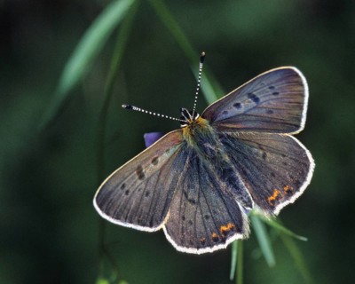 Brown moth, Lycaena tityrus, sulfur bird, sooty purple-edged copper, birds, butterfly, insects,