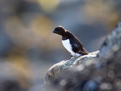 Little Auk (Alle alle), Spitsbergen, Norway