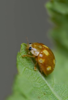 Calvia Decemguttata, cream spot ladybird, light ladybird, ten-spot ladybird, ten-spot ladybird,