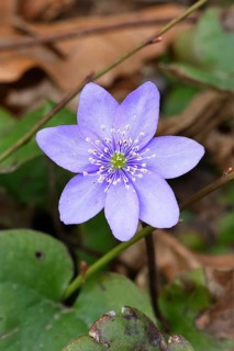 Liverwort (Hepatica nobilis), blue flower in a beech forest, close-up, inflorescence, early