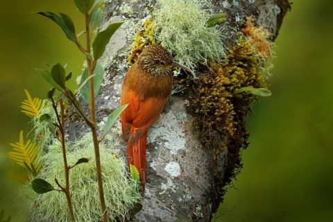 Spot-crowned Woodcreeper, Lepidocolaptes affinis, wild bird in the forest habitat. Wildlife scene