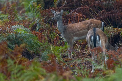 The fallow deer (Dama dama) feel safe among the tall bracken and animals can be observed throughout