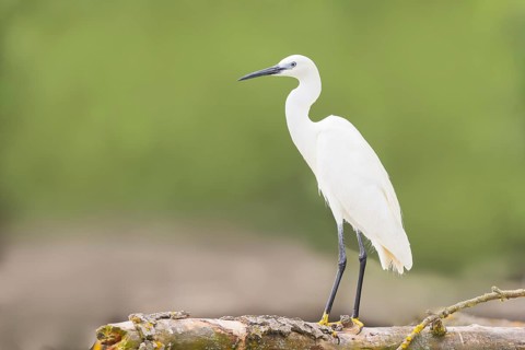 Little Egret (Egretta garzetta), adult bird, perched on a thick branch, wildlife, nature