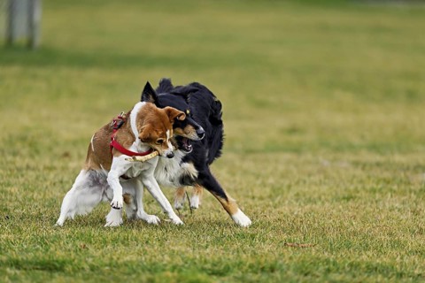 Mixed breed dog between Border Collie and Australian Shepherd plays with Beagle, Switzerland