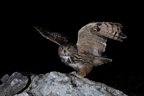 Eurasian Eagle-Owl (Bubo bubo) male, Extremadura, Portugal