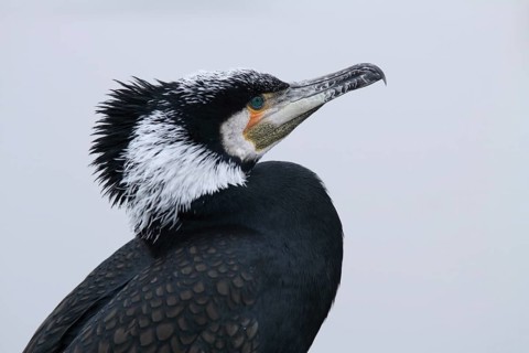 Portrait of the cormorant (Phalacrocorax carbo) in winter with snow, captive
