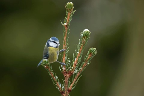 Blue tit (Cyanistes caeruleus) adult garden bird on a frost covered Christmas tree branch in