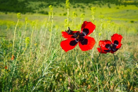 Two bee insects on poppy flower in green nature field. Springtime blossom caucasus.Marneuli.Georgia