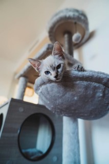 A small kitten with striking blue eyes comfortably lounges on a soft perch of a cat tree within a