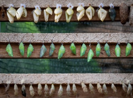 Close-up of cocoons in different shapes, colours and stages of development attached to a wooden