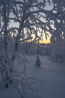 Snowy birches against light, Norrbotten, Lapland, Sweden, February 2024
