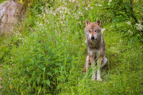 A eurasian gray wolf (Canis lupus lupus) sits on a hill in green vegetation