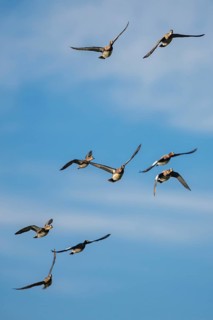 Eurasian Wigeon (Mareca penelope), birds in flight over Marshes at winter time