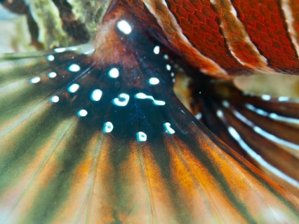 Vivid close-up of the colourful fin of a zebra lionfish (Dendrochirus zebra), dive site Twin Reef,
