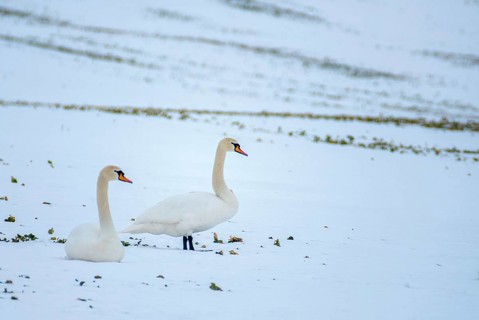 Cygnus olor, mute swan, anatidae, birds, duckbirds, cusp swan, swans, swans, birds, waterbirds,