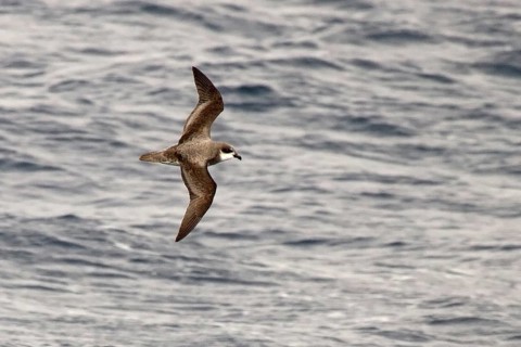 Soft-plumaged Petrel (Pterodroma mollis) flying, South Pacific Ocean, New Zealand