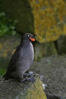 Crested Auklet (Aethia cristatella), Alaska, USA