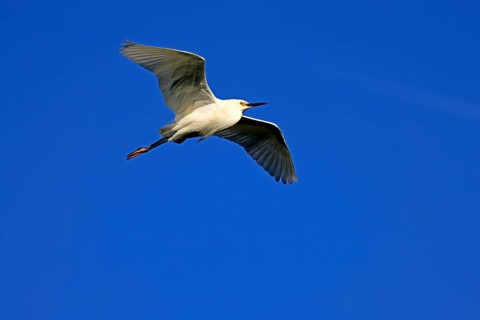 Great Egret (Egretta thula), adult, flying, St. Augustine, Florida, North America, USA