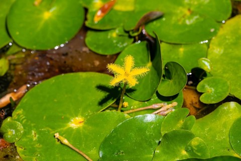 Yellow Water Snowflake, Nymphoides, Kirstenbosch Botanical Gardens, Fynbos, Eastern Cape, Cape