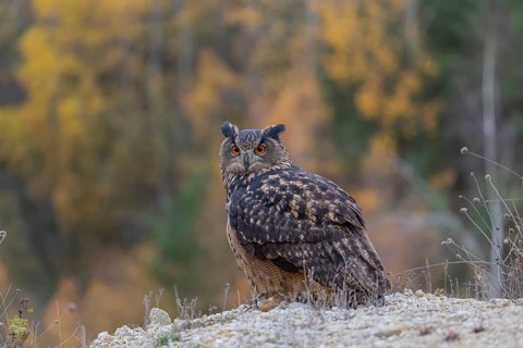 One Eurasian Eagle Owl, Bubo bubo, sitting on a grey rock, a forest in fall foliage in the