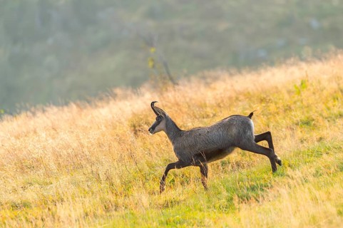 Chamois (Rupicapra rupicapra) on a meadow in the Vosges Mountains, wildlife, France