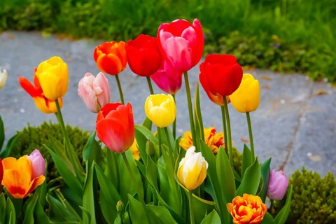 Gönningen tulip blossom, historic Gönningen cemetery, tulips (Tulipa), flowers, colourful, yellow,