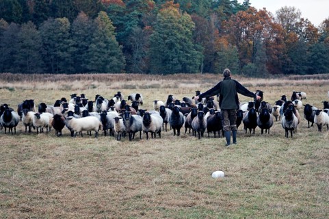 Young shepherd penning sheep (Ovis), Pinnow, Mecklenburg-Western Pomerania, Germany
