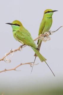 Green Bee-eater (Merops orientalis), India
