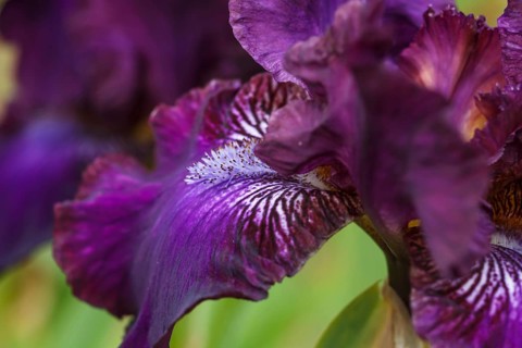 Beautiful multicolored iris flower bloom in the garden. Close up, fragility and summer concept