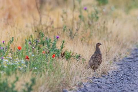 Grey partridge (Perdix perdix) female at the edge of a field path made of gravel stones next to a