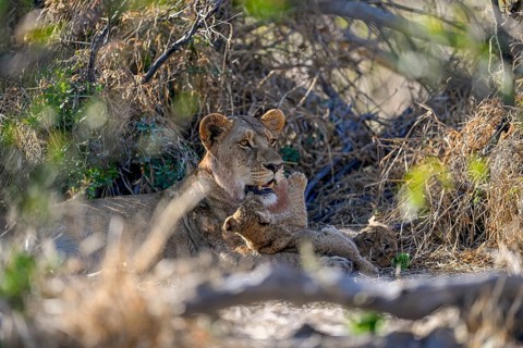 A lioness (Panthera leo) with a young near Atzaró Camp, Okavango Delta, North-West District,