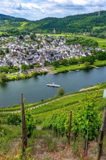 The wine town of Pünderich, in the district of Cochem-Zell, on the Moselle, view from the vineyards