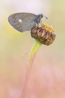 Ein Rotbraunes Wiesenvögelchen (Coenonympha glycerion) auf einer taunassen Wiese
