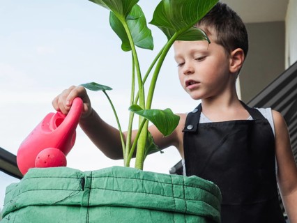 From below boy in a black apron waters a tall green plant using a pink watering can, focusing
