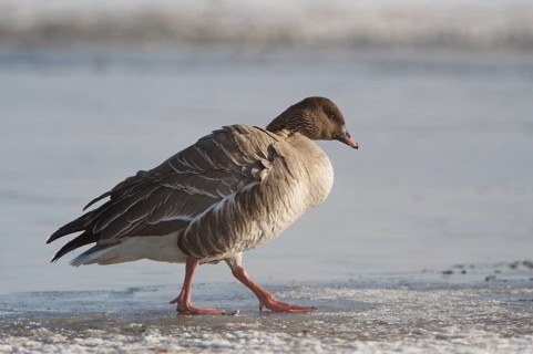 Pink-footed Goose (Anser brachyrhynchus), Schleswig-Holstein, Germany