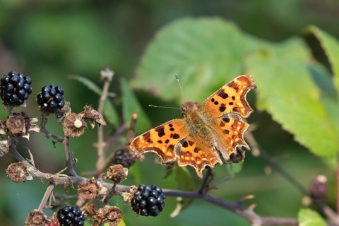 Comma butterfly (Polygonia c-album) adult insect feeding on bramble blackberries fruit in a