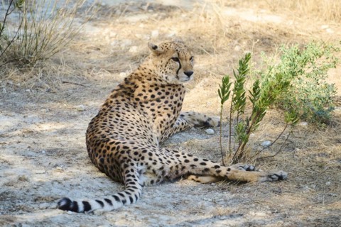 Cheetah (Acinonyx jubatus) lying in the dessert, captive, distribution africa