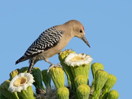 Gila Woodpecker (Melanerpes uropygialis) male drinking nectar from Saguaro cactus (Carnegiea