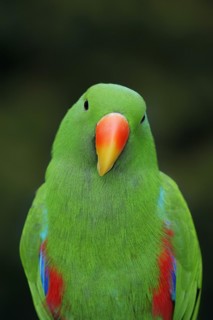 New Guinea noble parrot (Eclectus polychloros, Eclectus roratus polychloros), male, captive,