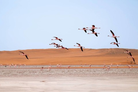 Lesser Flamingos (Phoeniconaias minor) in flight in front of the Namib Desert with lagoon, Walfish