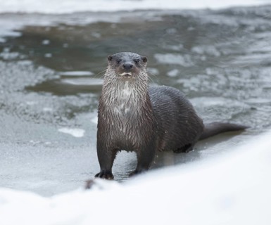 Otter (Lutra lutra) in winter at a partly frozen pond, snow, Germany