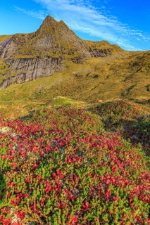 Autumn coloured tundra in front of steep mountains, morning light, autumn, Moskenesoya, Lofoten,